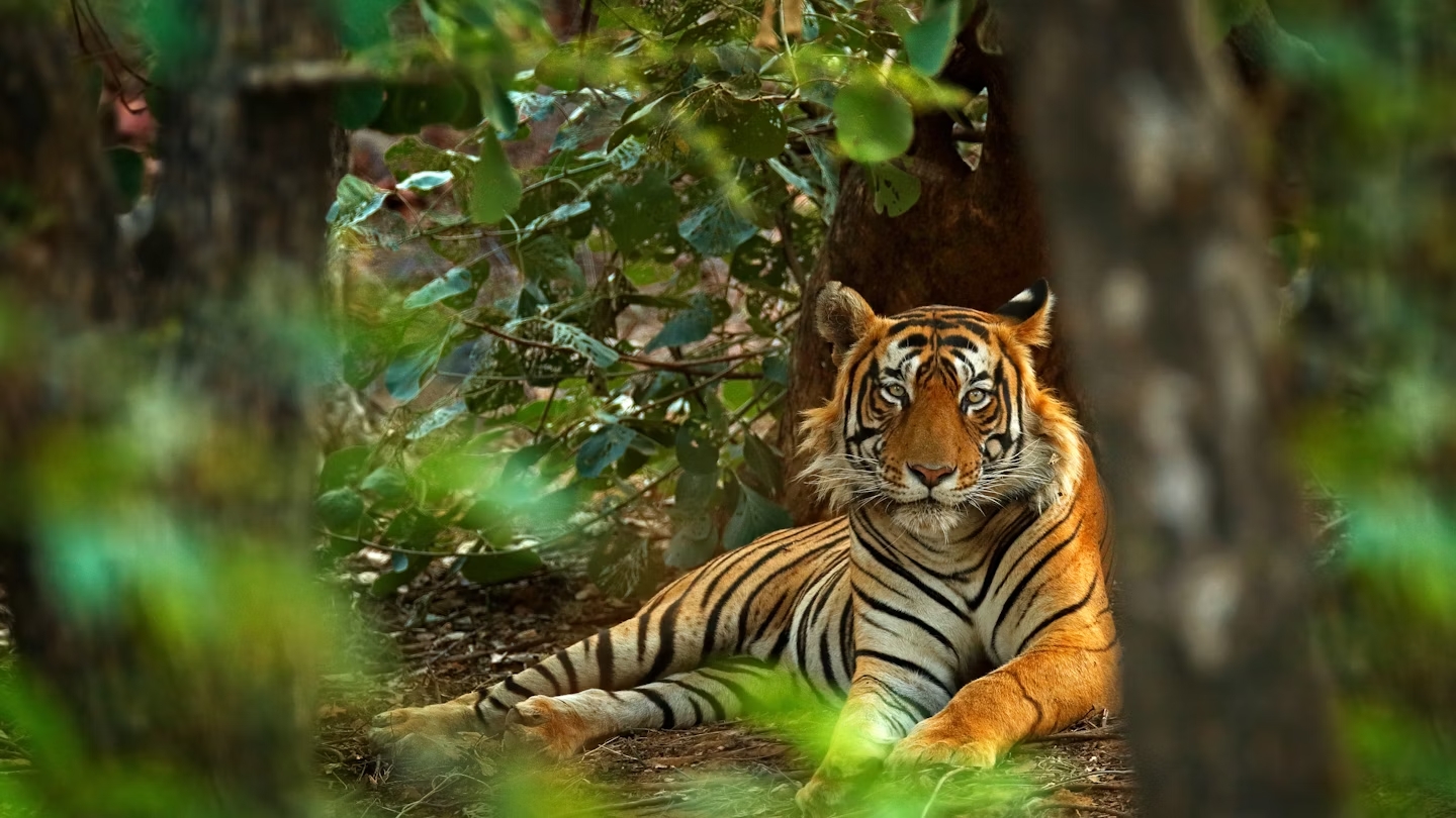 A Bengal tiger resting calmly in a green forest